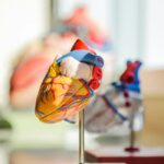 Dr. Nadia Rahman, MD — Cardiology
