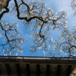 Brooklyn Botanic Garden